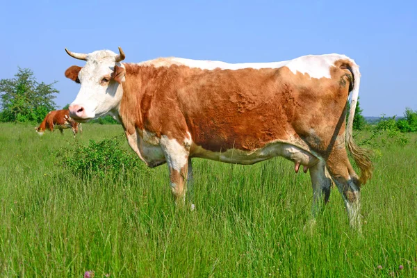 Las Vacas Pasto Verano Paisaje Rural Verano — Foto de Stock