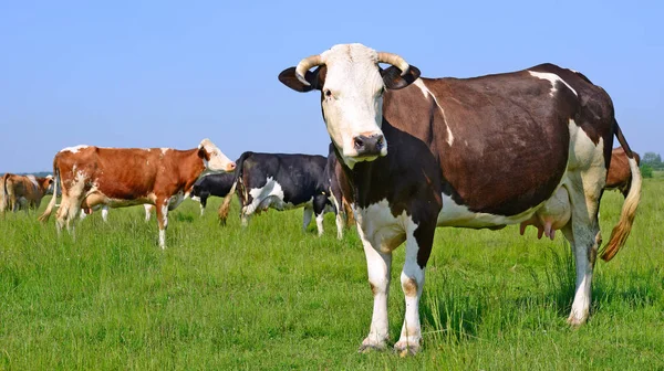 Cows Summer Pasture Summer Rural Landscape — Stock Photo, Image