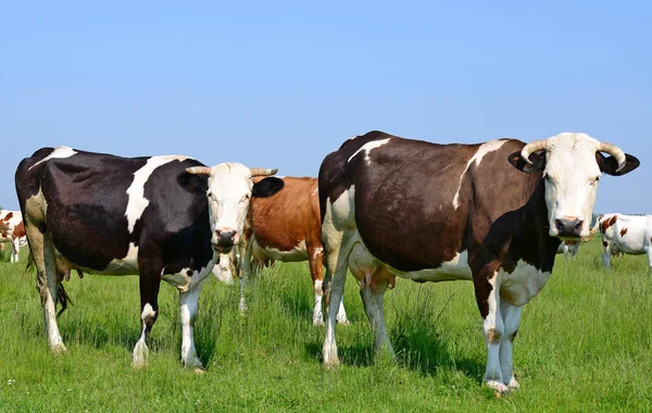 Коровы Летнем Пастбище Летней Сельской Местности — стоковое фото