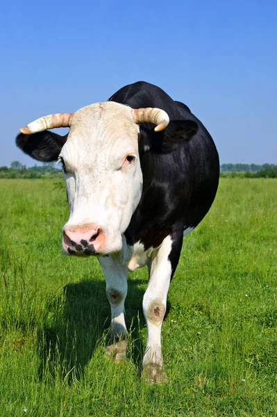 Primo Piano Bella Mucca Bianco Nero Sul Prato — Foto Stock