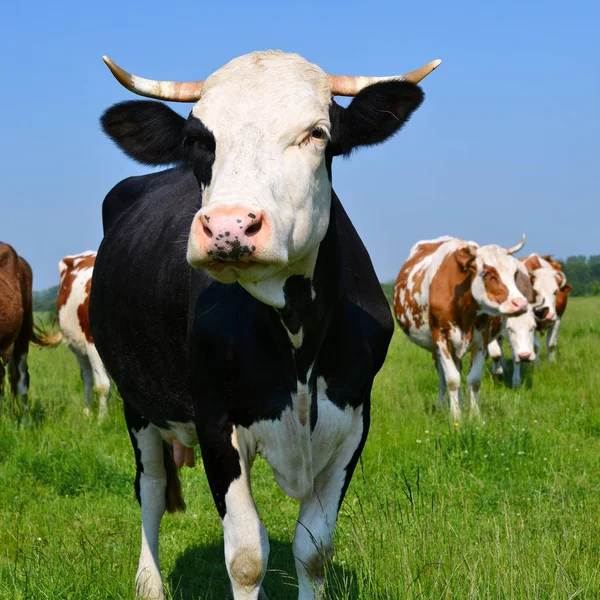 Vacas Pasto Verão Uma Paisagem Rural Verão — Fotografia de Stock