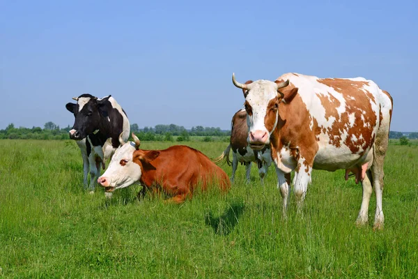 Las Vacas Pasto Verano Paisaje Rural Verano —  Fotos de Stock