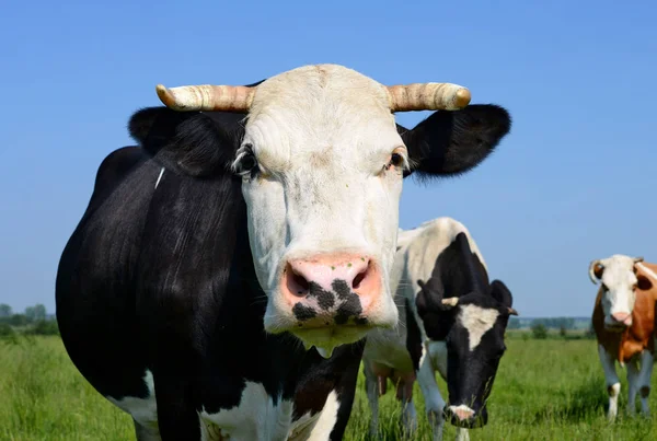 Las Vacas Pasto Verano Paisaje Rural Verano —  Fotos de Stock