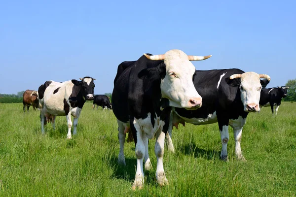 Las Vacas Pasto Verano Paisaje Rural Verano —  Fotos de Stock