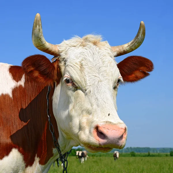 Close Beautiful Brown White Cow Meadow — Stock Photo, Image