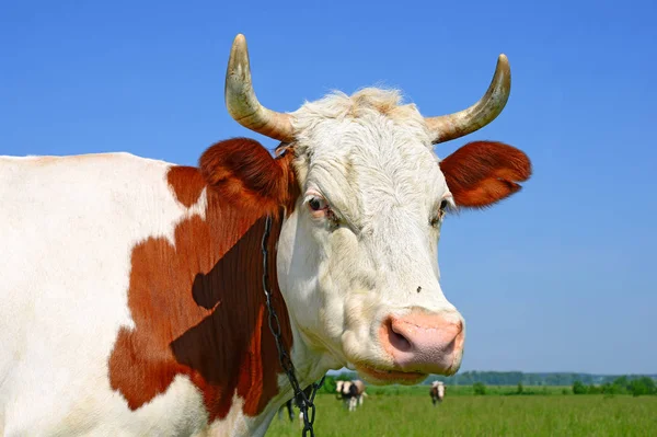 Primo Piano Bella Mucca Marrone Bianco Sul Prato — Foto Stock