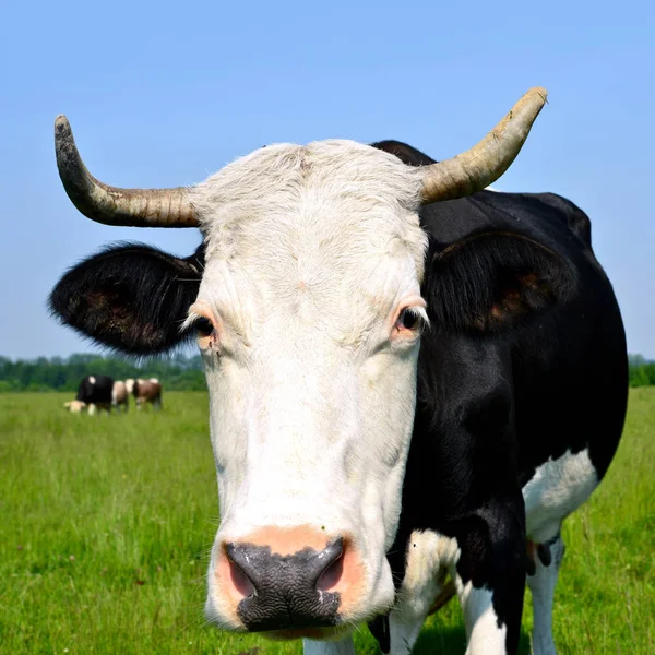 Primer Plano Hermosa Vaca Blanca Negra Prado —  Fotos de Stock