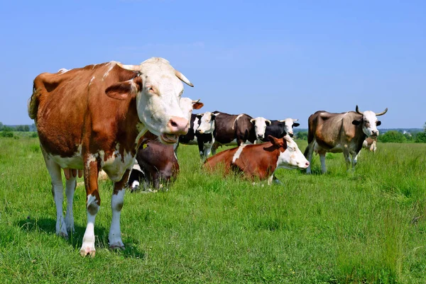 Vaches Sur Pâturage Été Dans Paysage Rural Été — Photo