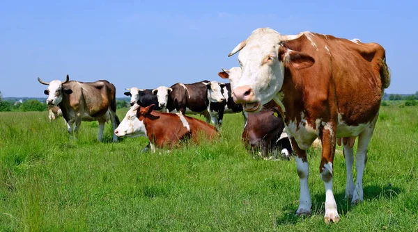 Vaches Sur Pâturage Été Dans Paysage Rural Été — Photo