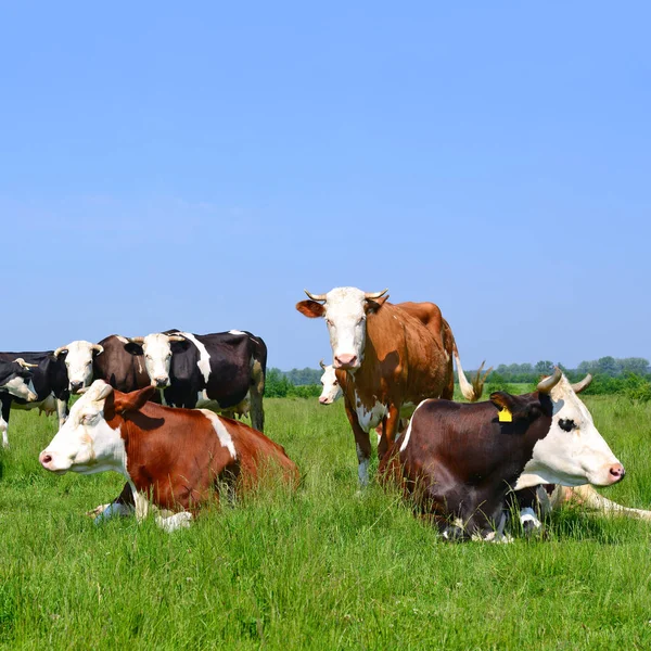 Krowy Letnie Pastwiska Wiejski Krajobraz Lato — Zdjęcie stockowe