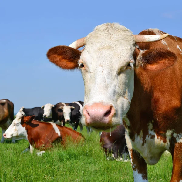 Cows Summer Pasture Summer Rural Landscape — Stock Photo, Image