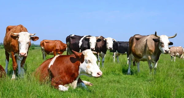 Cows Summer Pasture Summer Rural Landscape — Stock Photo, Image