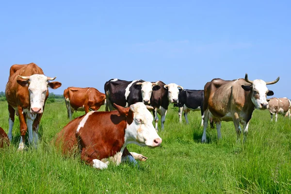 Vacas Pasto Verão Uma Paisagem Rural Verão — Fotografia de Stock