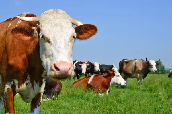 Cows Summer Pasture Summer Rural Landscape — Stock Photo, Image