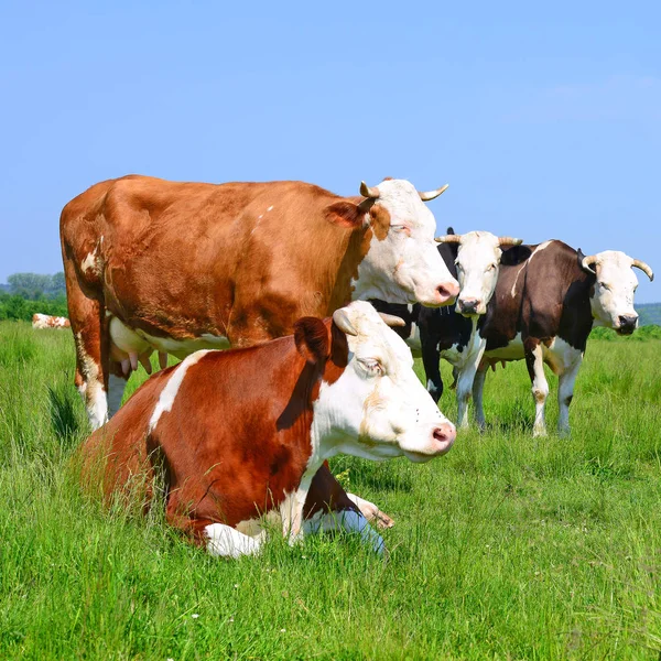 Vacas Pasto Verão Uma Paisagem Rural Verão — Fotografia de Stock