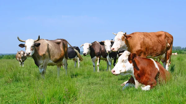 Cows Summer Pasture Summer Rural Landscape — Stock Photo, Image