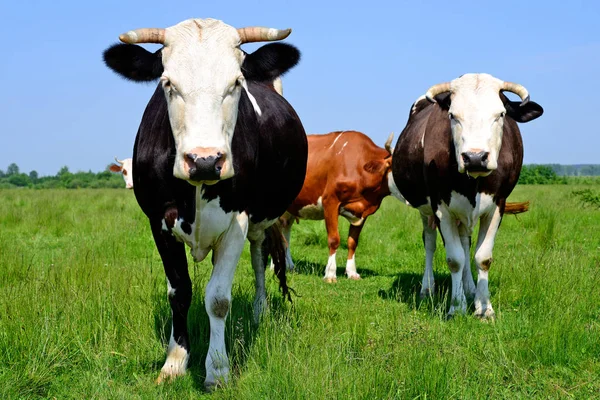 Mucche Pascolo Estivo Paesaggio Rurale Estivo — Foto Stock
