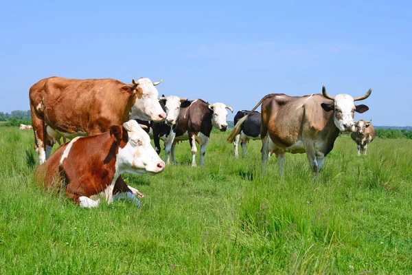 Cows Summer Pasture Summer Rural Landscape — Stock Photo, Image