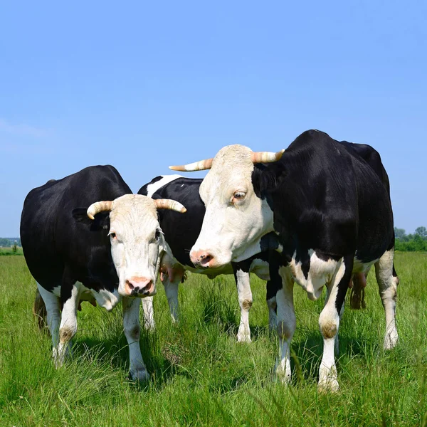 Cows Summer Rural Landscape — 图库照片