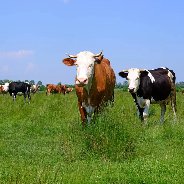 Коровы Летнем Пастбище Летней Сельской Местности — стоковое фото