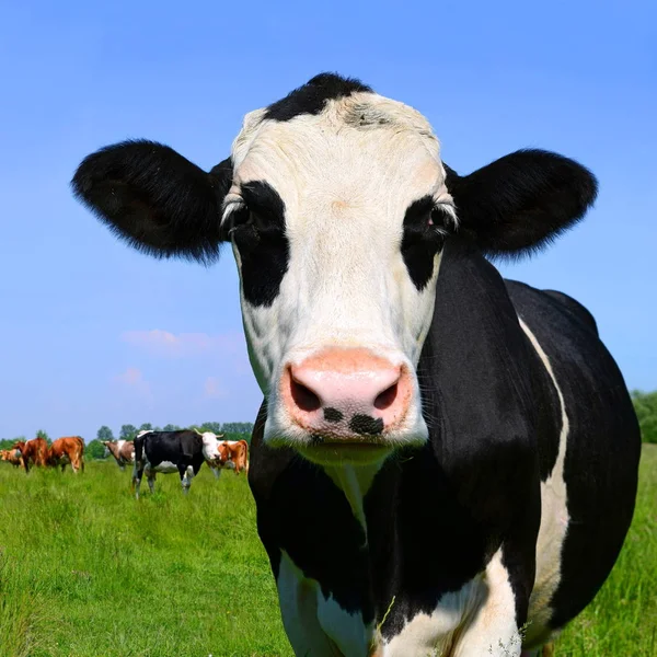 Cows Summer Pasture Summer Rural Landscape — Stock Photo, Image