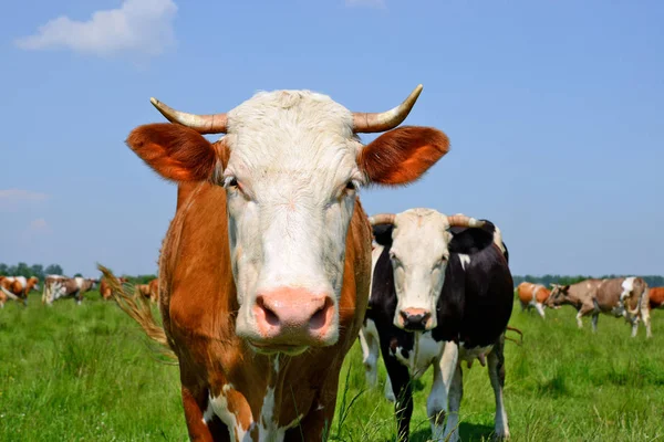 Las Vacas Pasto Verano Paisaje Rural Verano —  Fotos de Stock