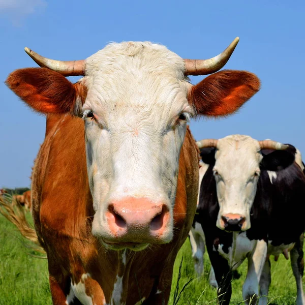 Cows Summer Pasture Summer Rural Landscape — Stock Photo, Image