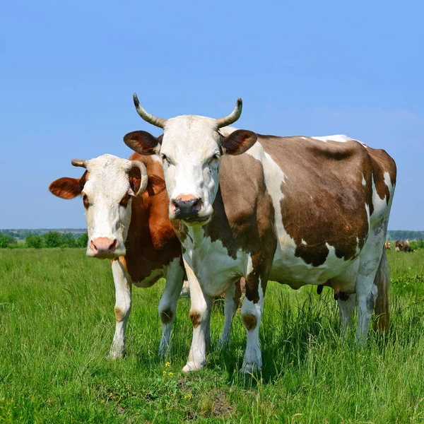 Vacas Pasto Verão Uma Paisagem Rural Verão — Fotografia de Stock