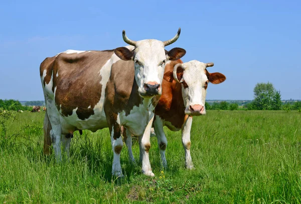 在夏天乡村景观的夏季牧场上的牛 — 图库照片