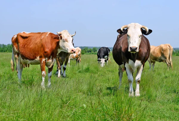 Mucche Pascolo Estivo Paesaggio Rurale Estivo — Foto Stock