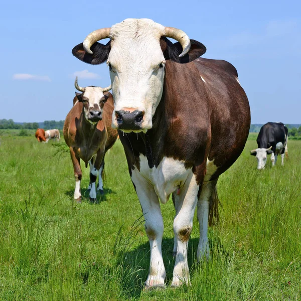 Koeien Weide Van Een Zomer Een Landelijke Landschap Van Zomer — Stockfoto