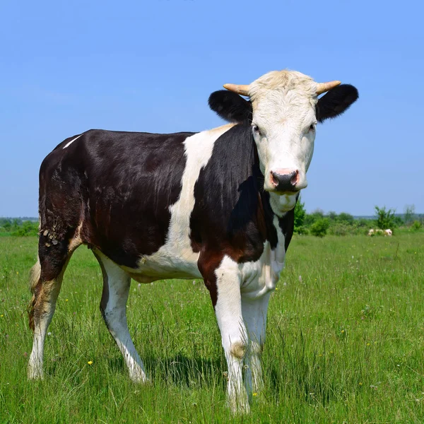 Primo Piano Bella Mucca Bianco Nero Sul Prato — Foto Stock