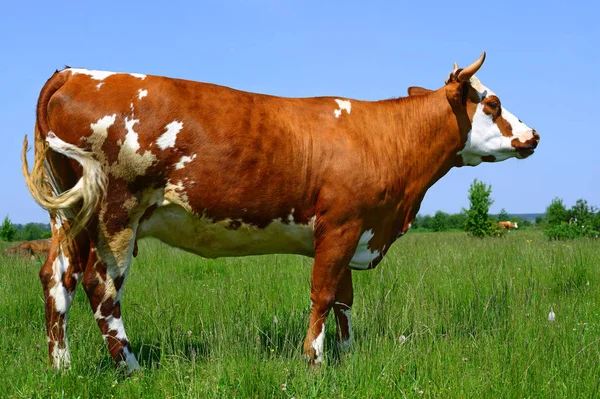 Nahaufnahme Einer Schönen Braunen Und Weißen Kuh Auf Der Weide — Stockfoto