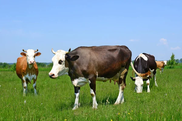 Vaches Sur Pâturage Été Dans Paysage Rural Été — Photo