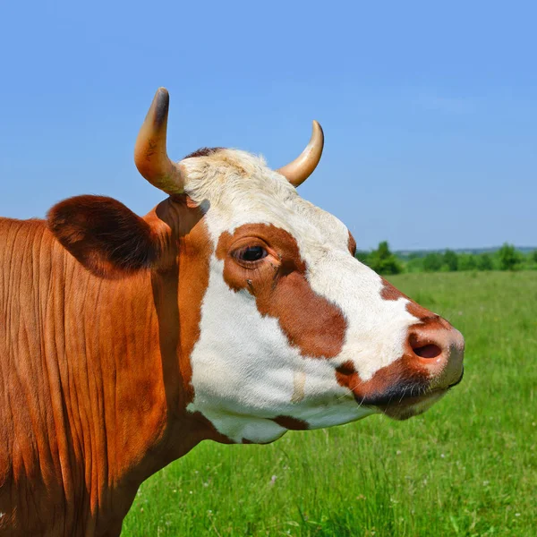 Primer Plano Hermosa Vaca Marrón Blanca Prado — Foto de Stock