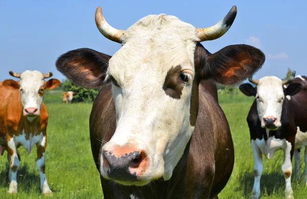 Cows Summer Pasture Summer Rural Landscape — Stock Photo, Image