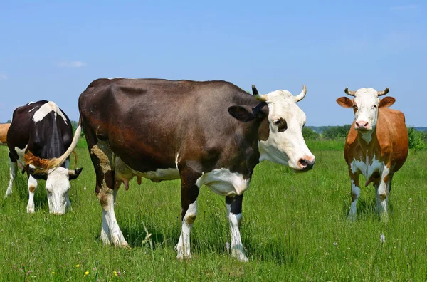 Vaches Sur Pâturage Été Dans Paysage Rural Été — Photo