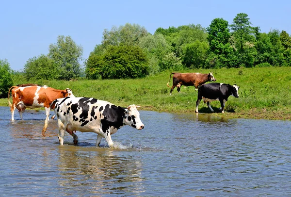 Vacas Que Regam Rio Verão — Fotografia de Stock