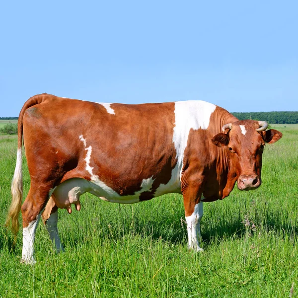 Nahaufnahme Einer Schönen Braunen Und Weißen Kuh Auf Der Weide — Stockfoto