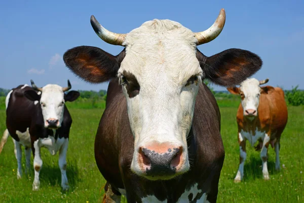 Cows Summer Pasture Summer Rural Landscape Stock Image