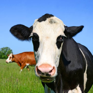 cows on green summer pasture