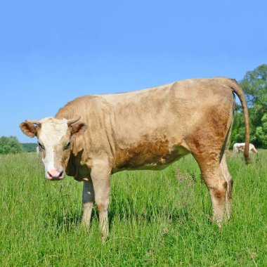 cute cow on summer meadow