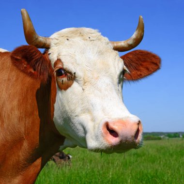 close up of cute cow head