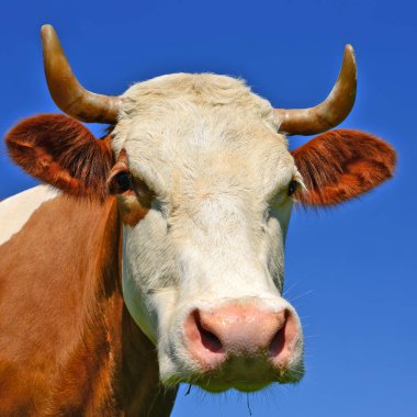 close up of cute cow head