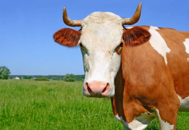 Çayırdaki şirin ineği kapatın.