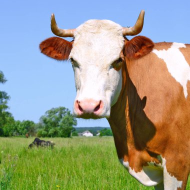 Yaz otlağında şirin bir inek