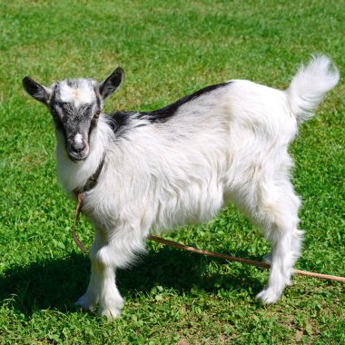 yeşil çayır üzerinde genç keçi