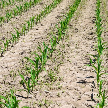 Kırsal manzara içinde genç Mısır 