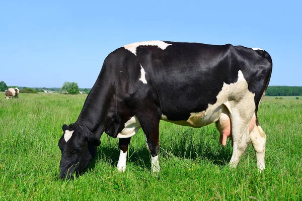 Gros Plan Belle Vache Noire Blanche Sur Prairie — Photo