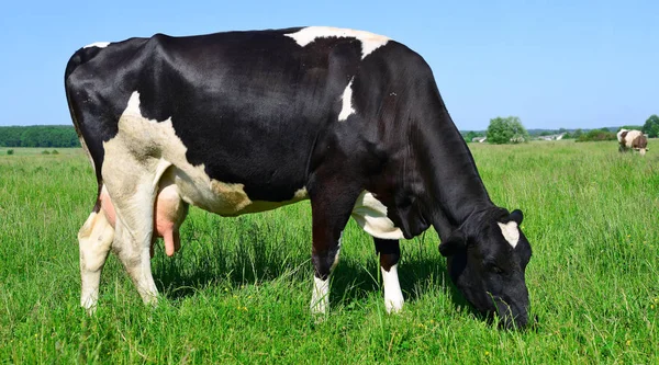 Primer Plano Hermosa Vaca Blanca Negra Prado — Foto de Stock